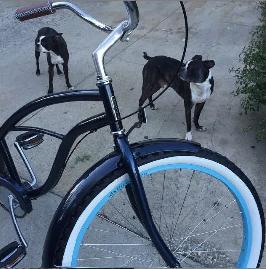 sixthreezero Teal Women's 26" 7 Speed Beach Cruiser Bicycle